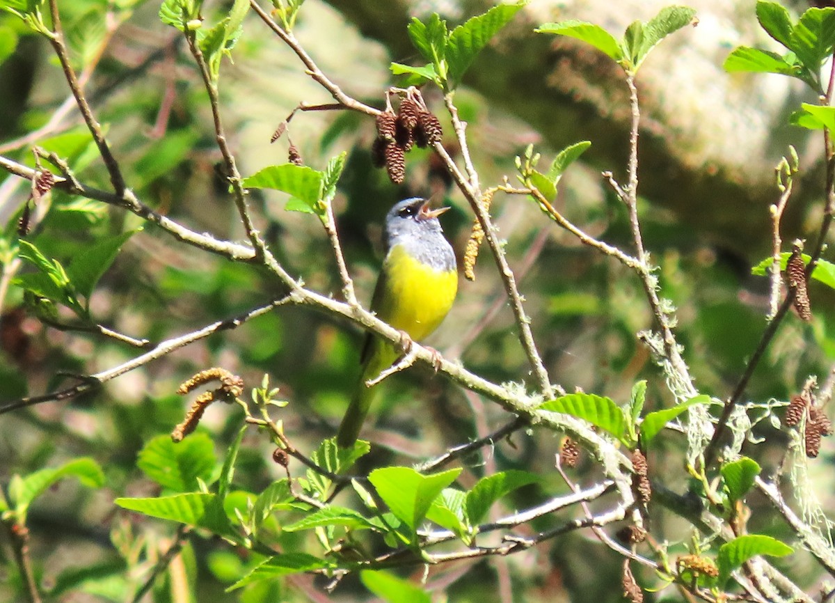 MacGillivray's Warbler - ML617104510