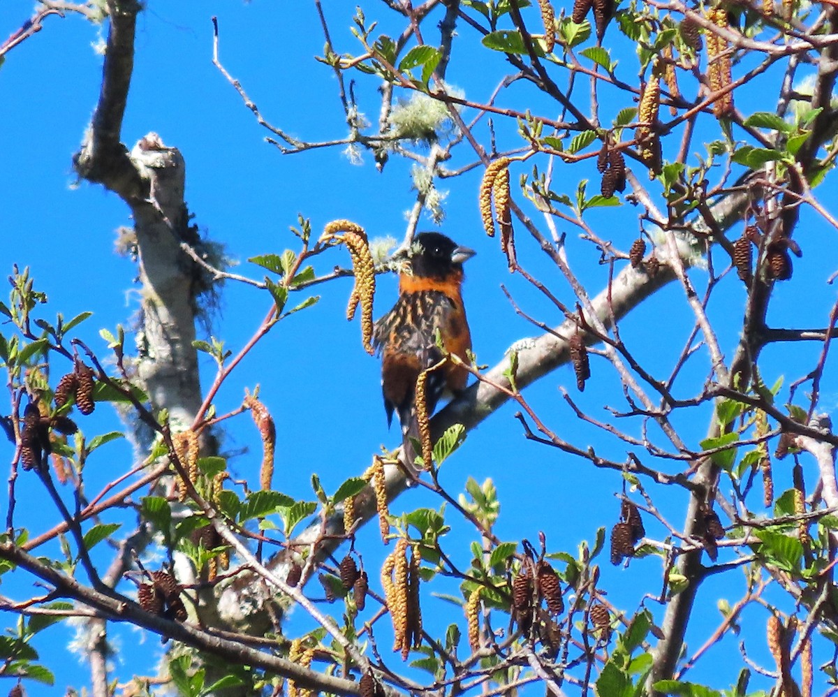 Black-headed Grosbeak - Chris Hayward