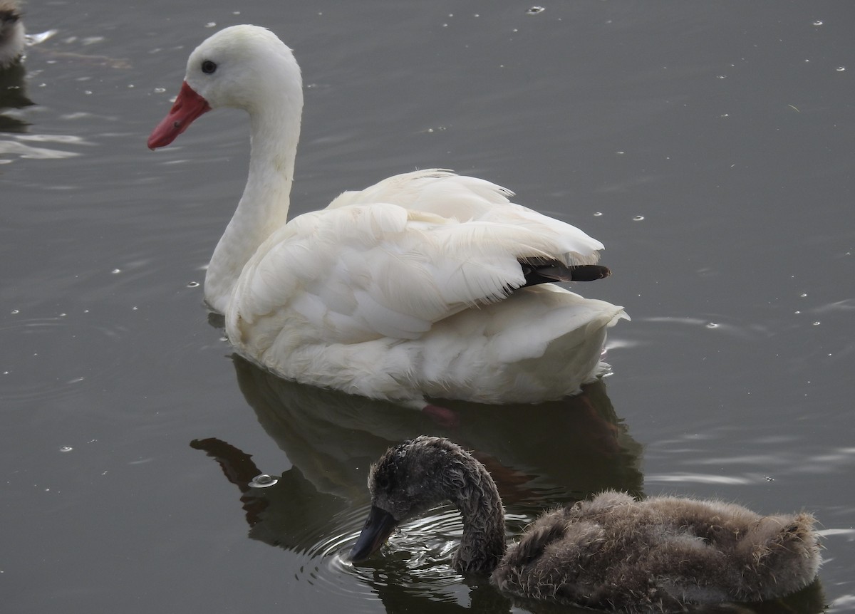 Coscoroba Swan - ML617104576