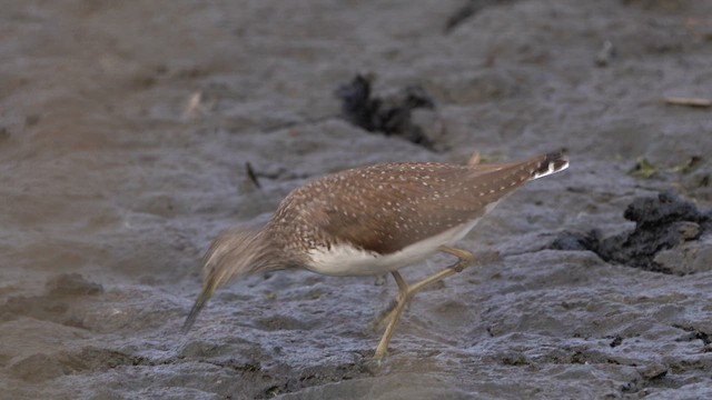 Green Sandpiper - ML617104590