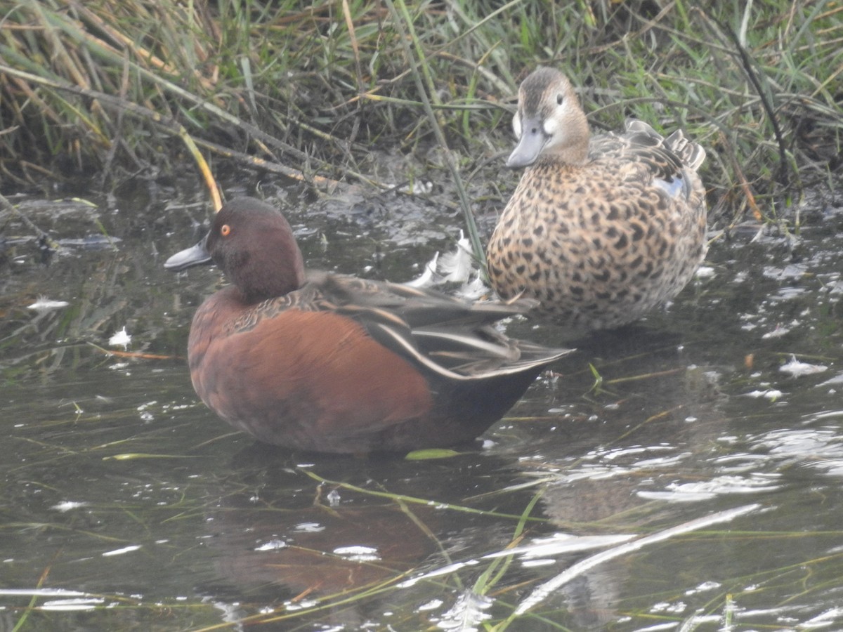 Cinnamon Teal - ML617104597