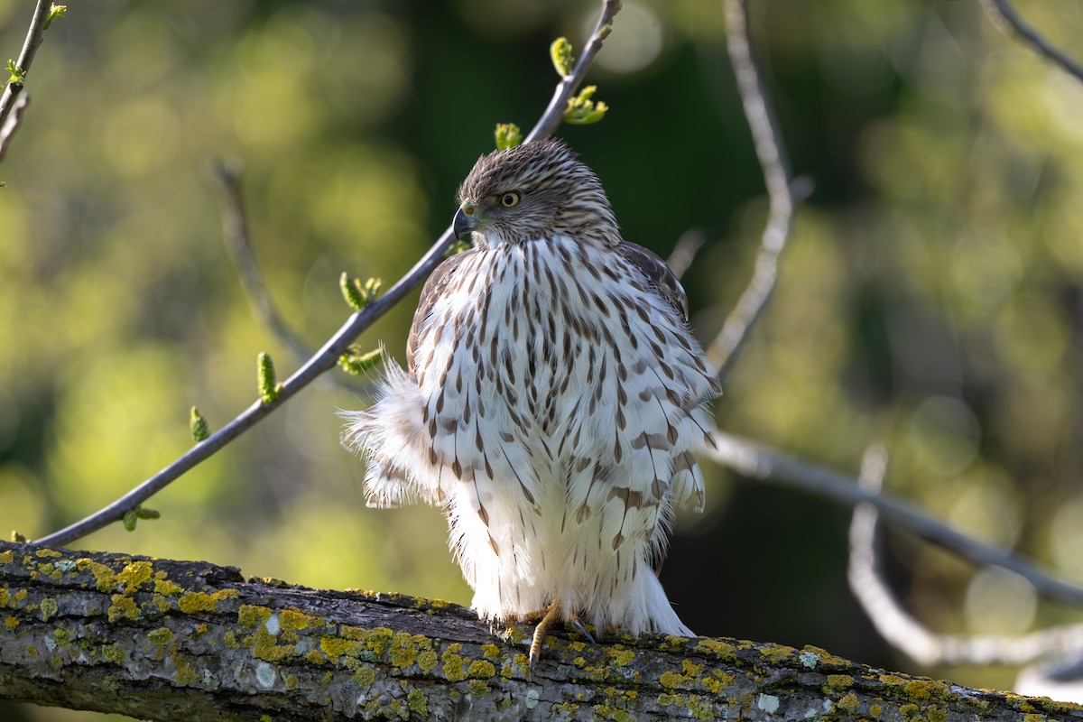 Cooper's Hawk - John  McGinty