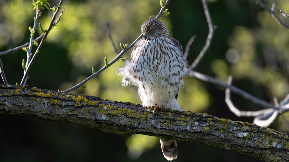 Cooper's Hawk - John  McGinty