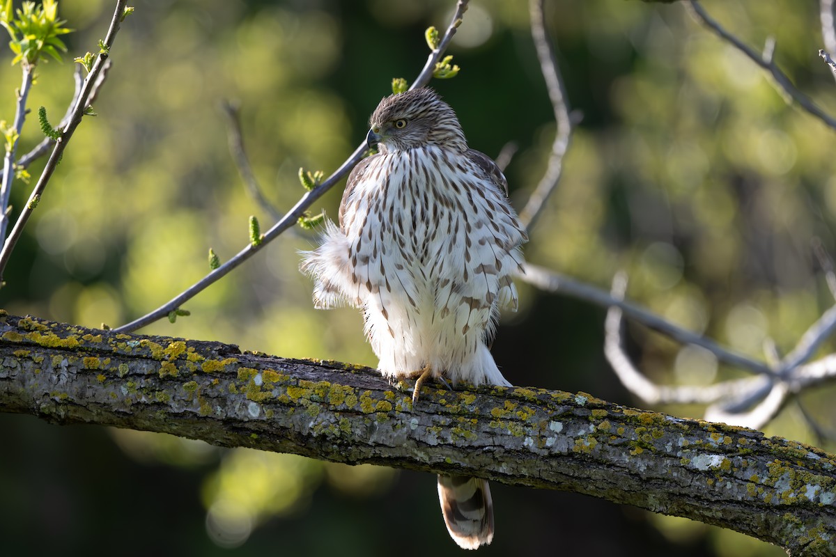 Cooper's Hawk - John  McGinty