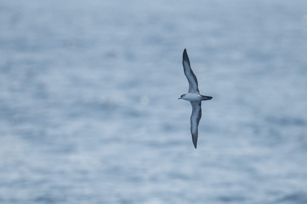 Wedge-tailed Shearwater - ML617104613