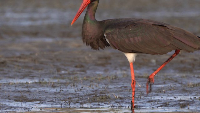 Black Stork - ML617104616