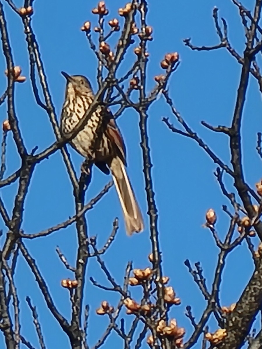 Brown Thrasher - Jon Hills