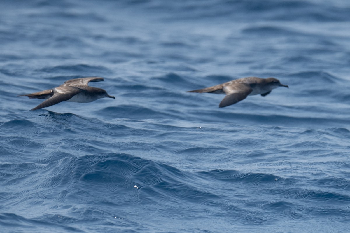 Wedge-tailed Shearwater - ML617104618