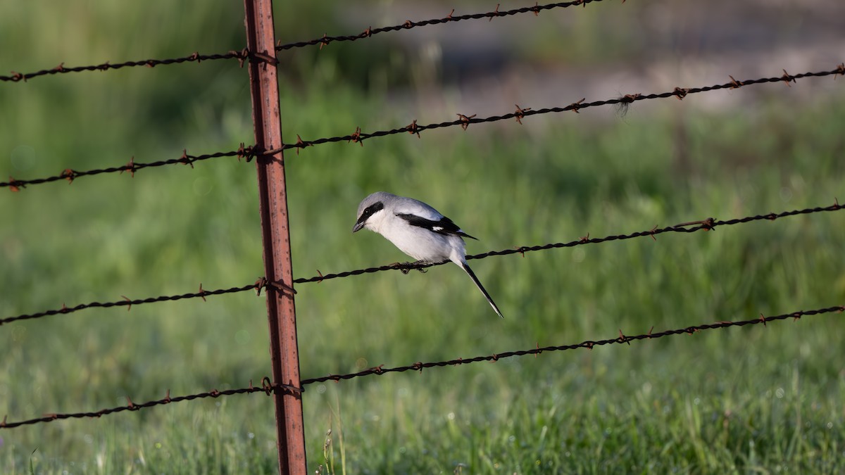 Loggerhead Shrike - John  McGinty