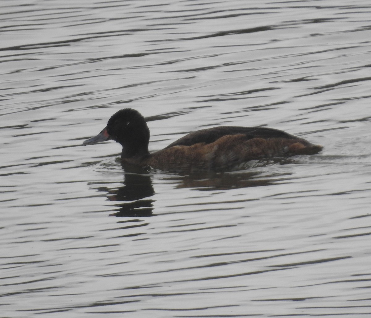 Black-headed Duck - ML617104637