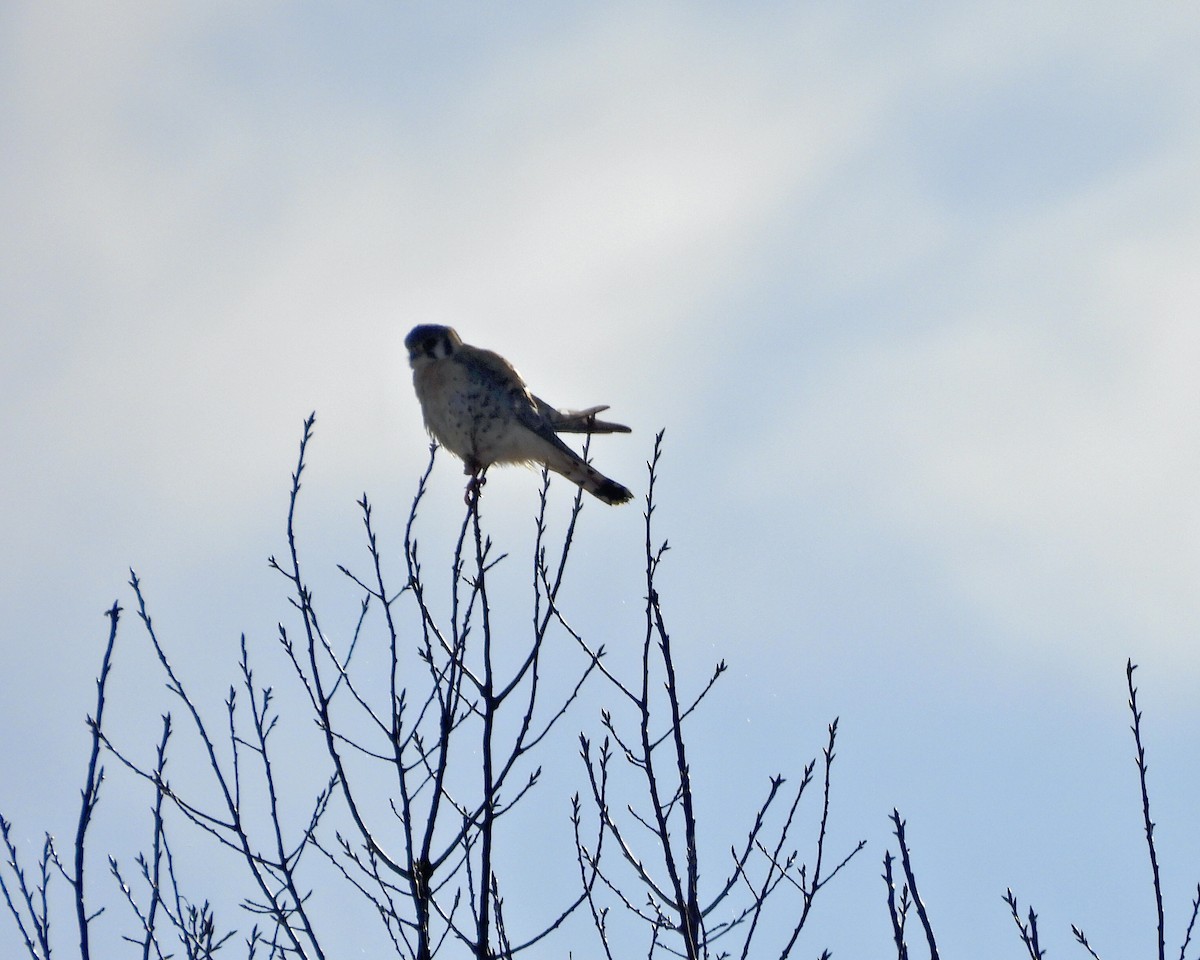 American Kestrel - Anita M Granger