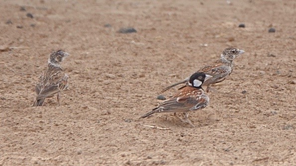 Chestnut-backed Sparrow-Lark - Nick Addey