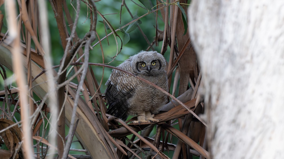 Great Horned Owl - John  McGinty