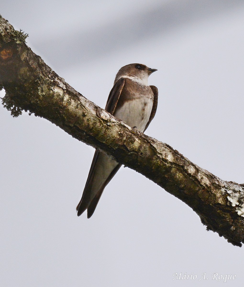 Bank Swallow - ML617104687