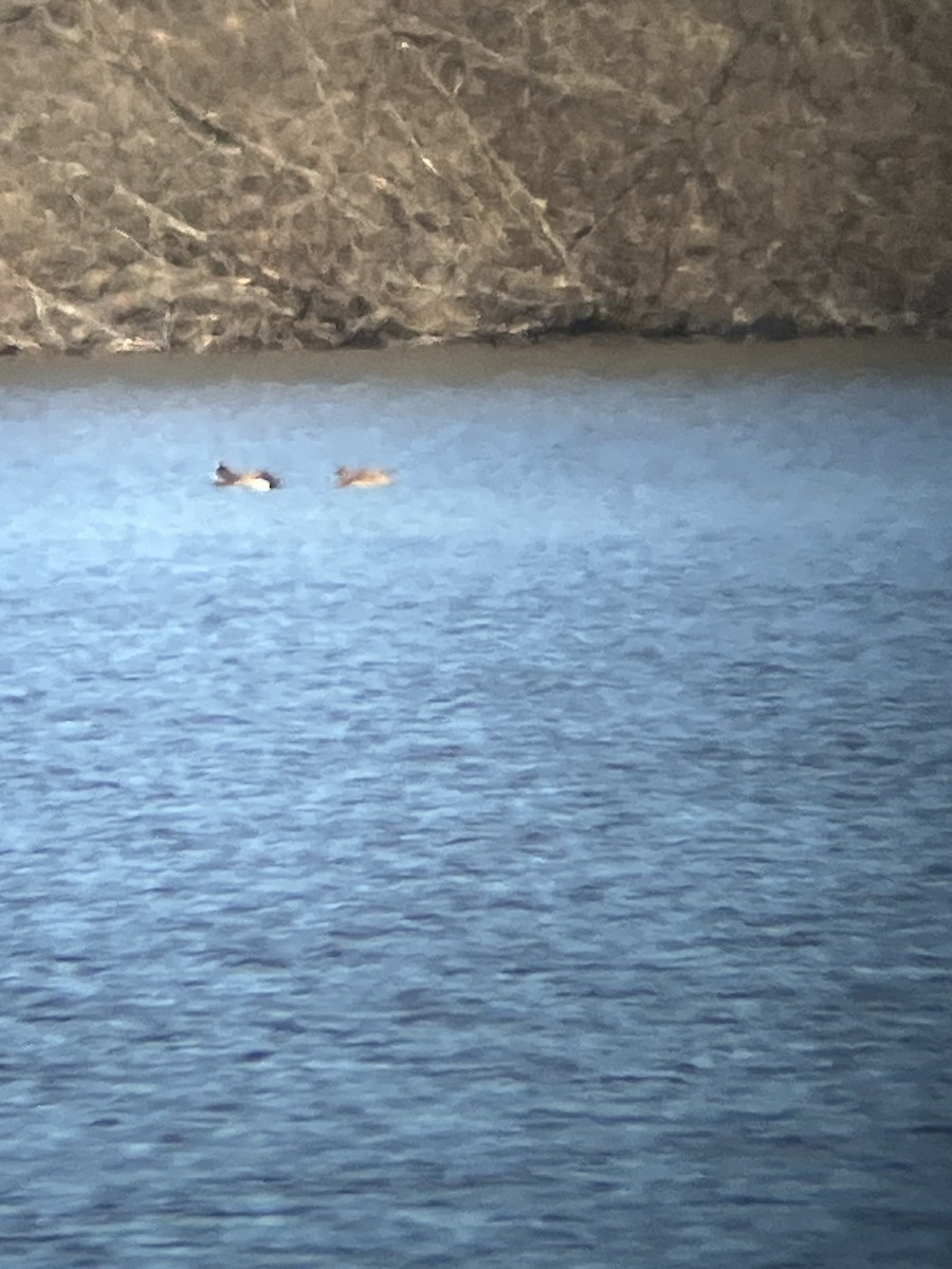 American Wigeon - ML617104715