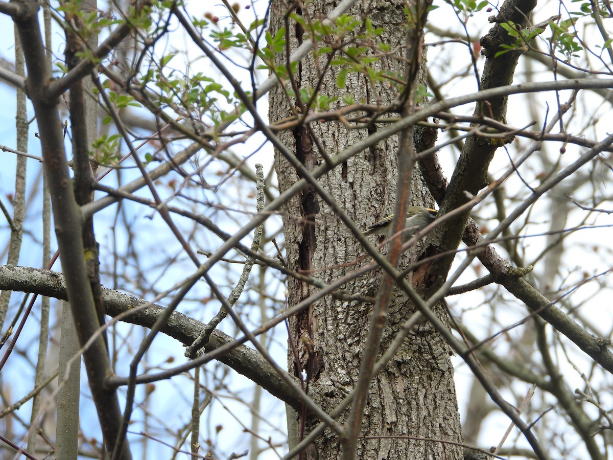 Golden-crowned Kinglet - ML617104717