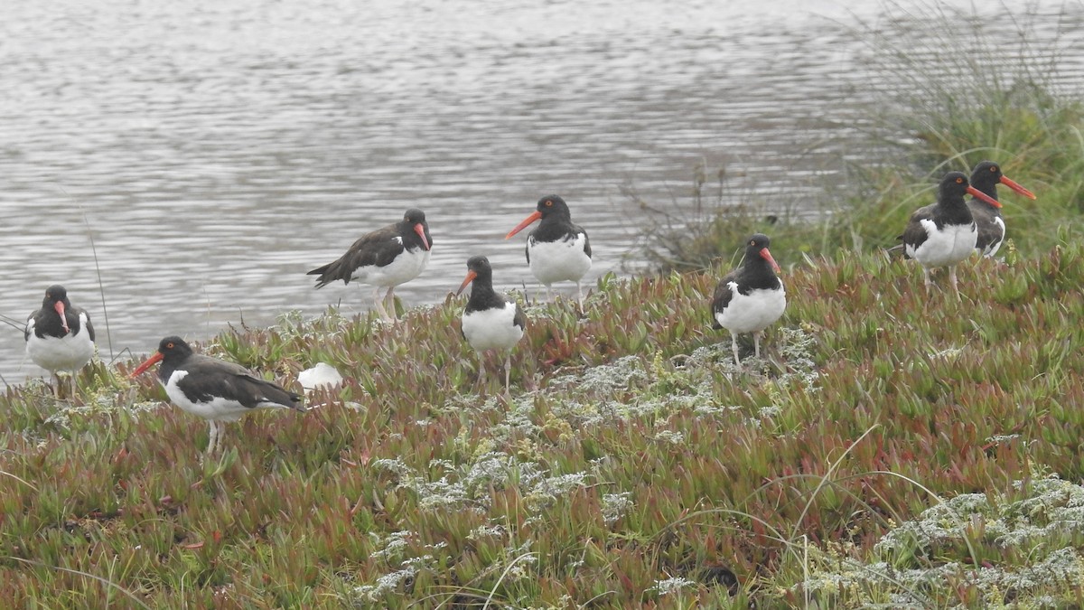 American Oystercatcher - ML617104718