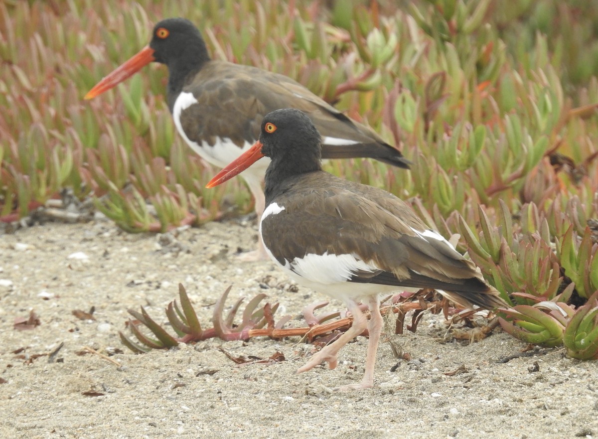 American Oystercatcher - ML617104719