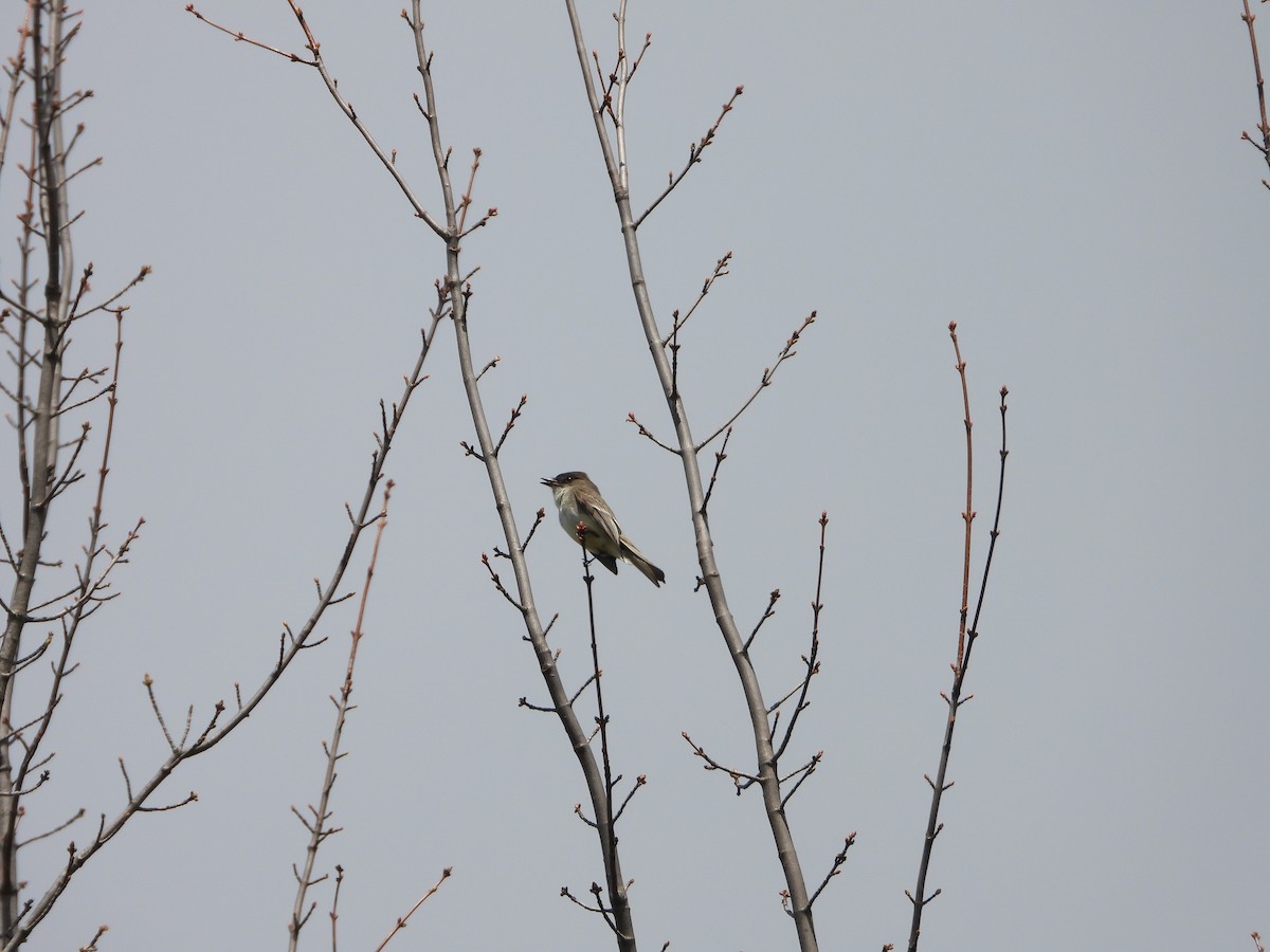 Eastern Phoebe - ML617104744