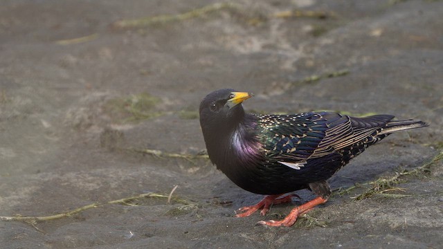 European Starling - ML617104745