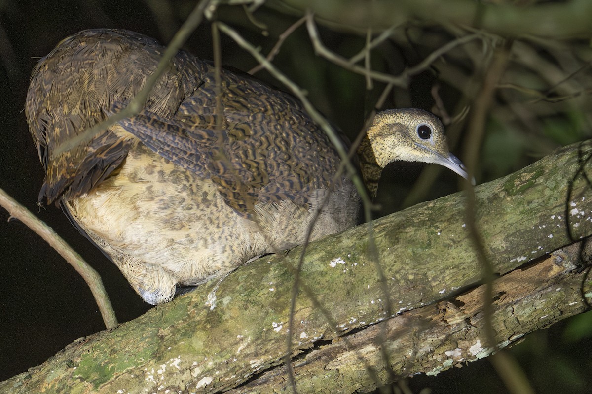 Solitary Tinamou - ML617104763