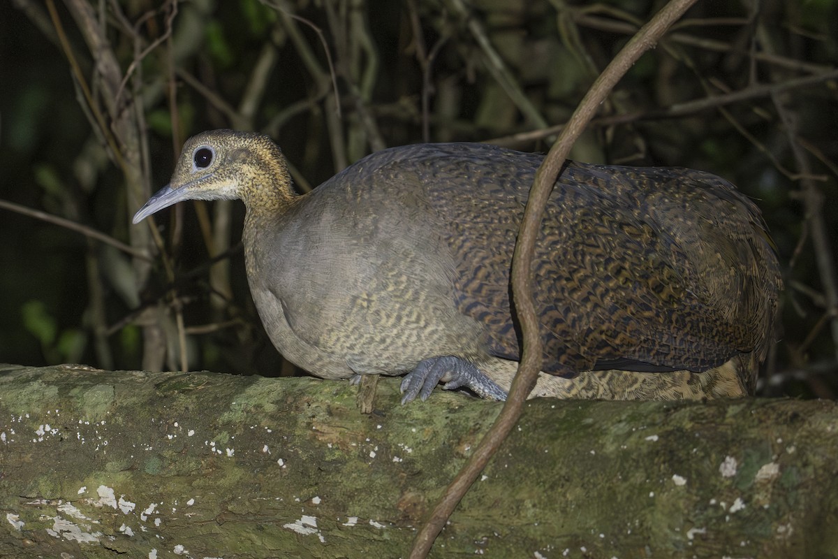 Solitary Tinamou - ML617104764