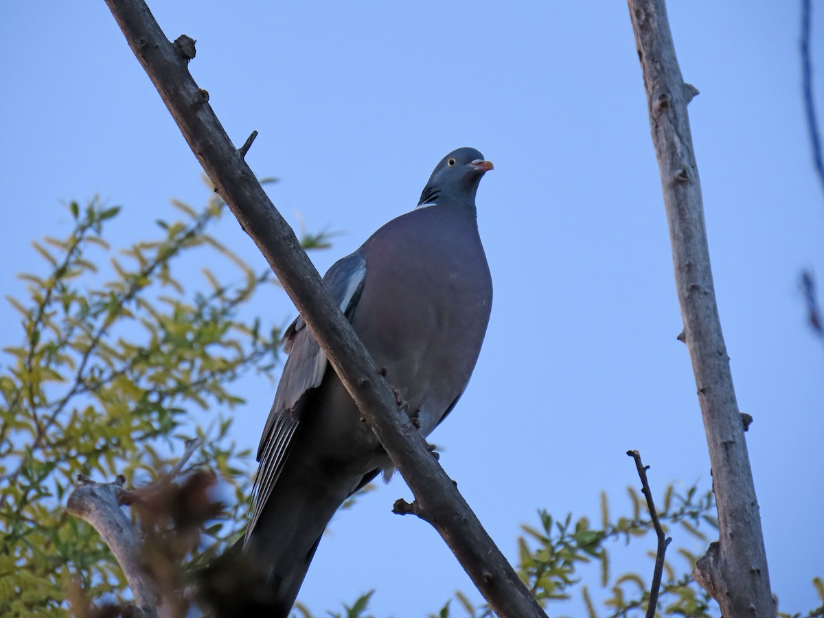 Common Wood-Pigeon - ML617104769