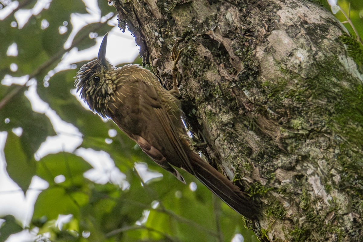 Planalto Woodcreeper - ML617104808