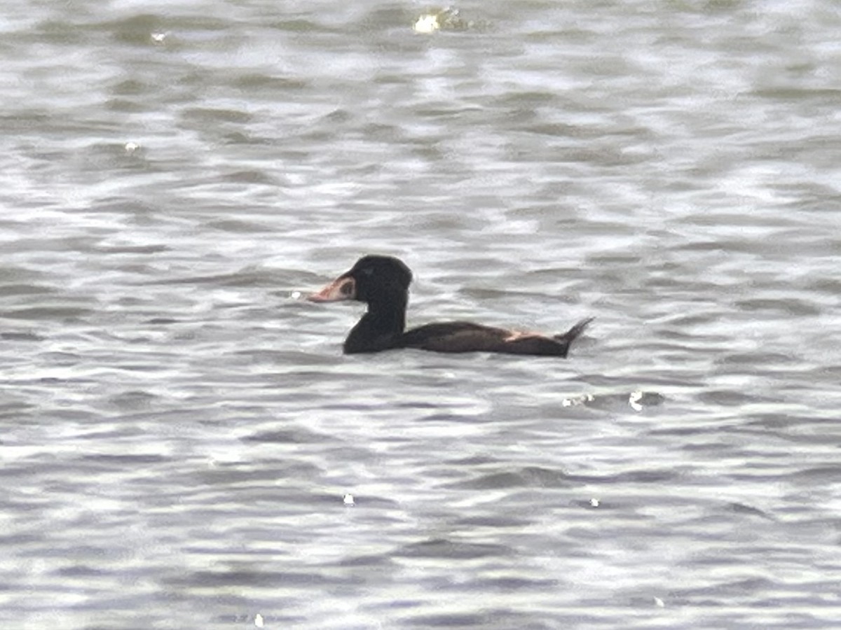 Surf Scoter - Warwick Board