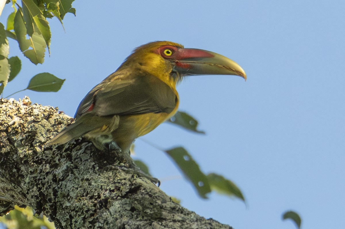 Saffron Toucanet - ML617104850