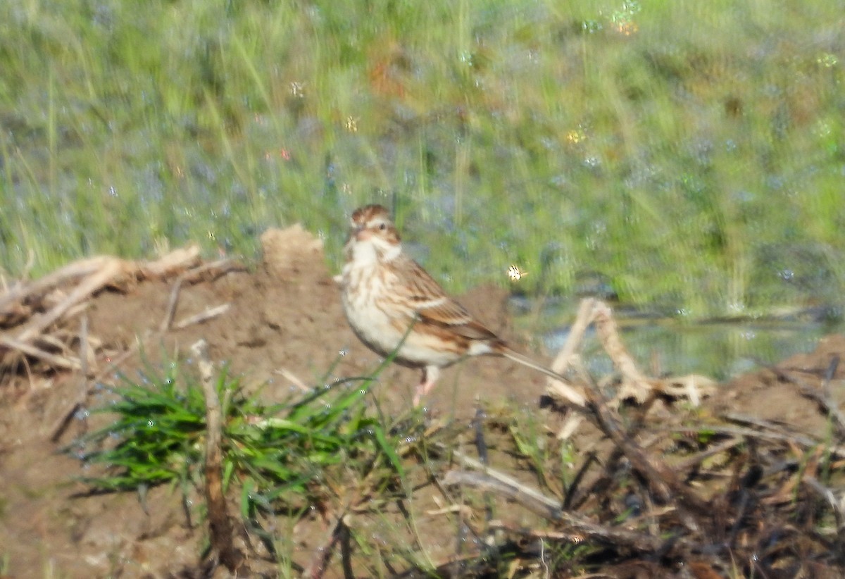 Vesper Sparrow - ML617104862