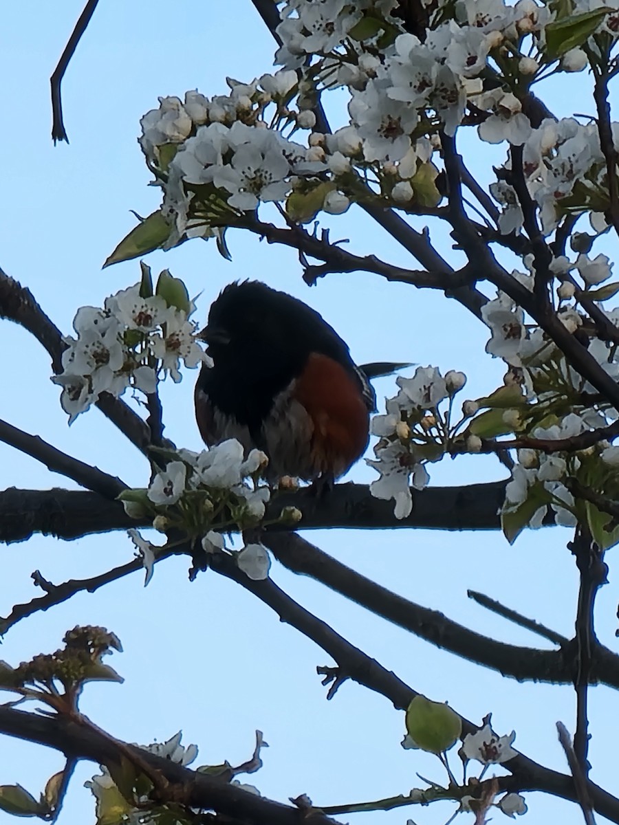 Eastern Towhee - Jon Hills