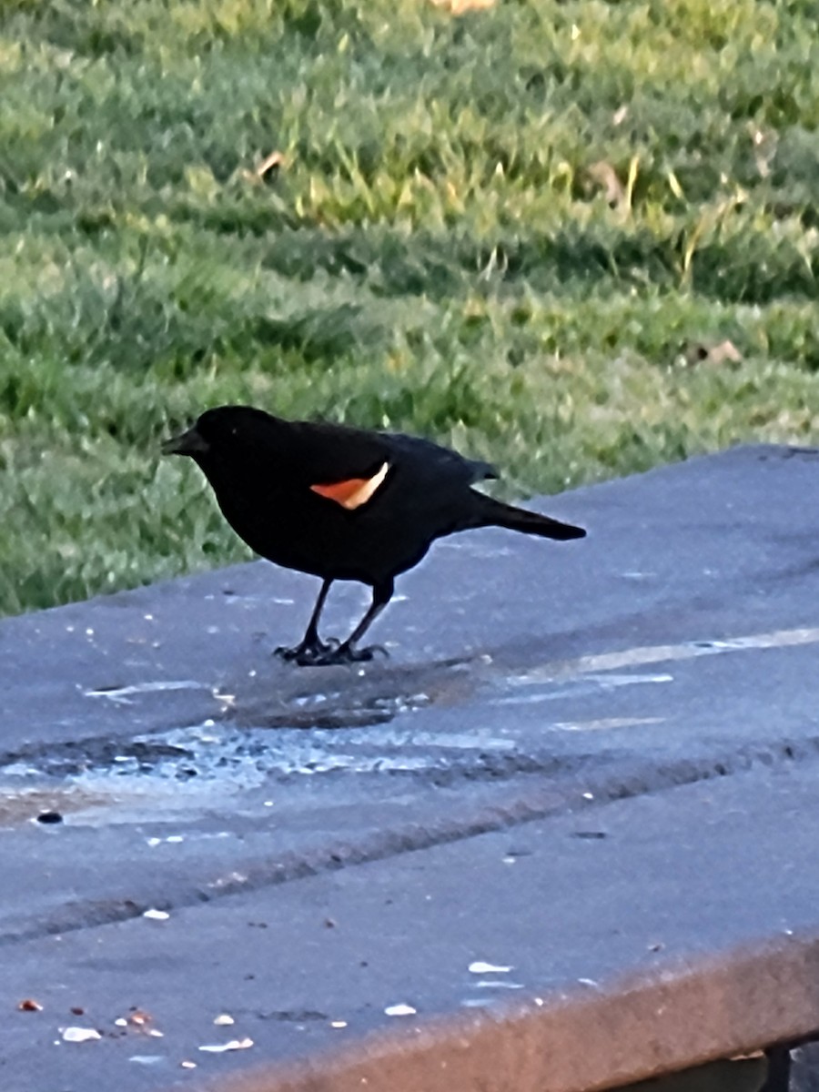 Red-winged Blackbird - Jon Hills