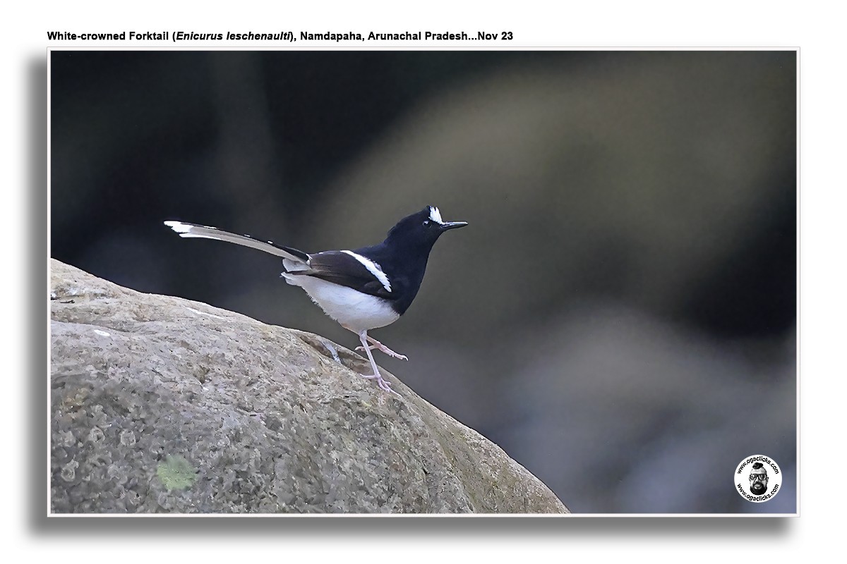 White-crowned Forktail - Saravanan Janakarajan