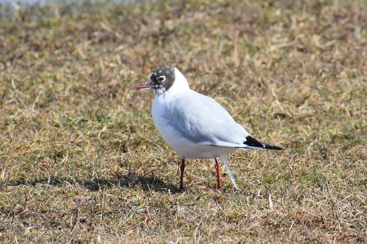 Mouette rieuse - ML617104935