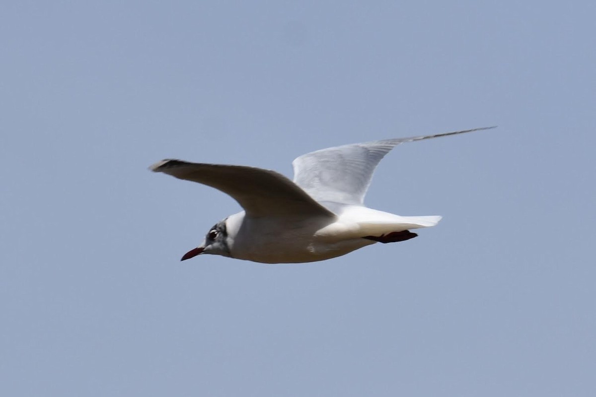 Mouette rieuse - ML617104936