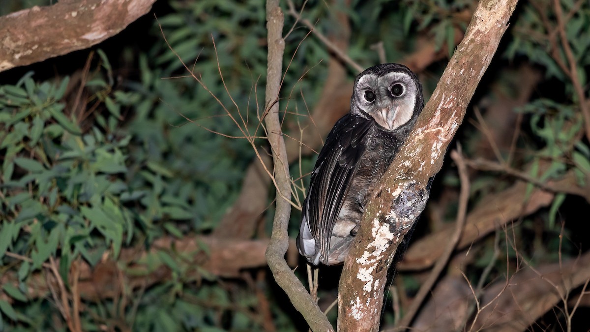 Sooty Owl (Greater) - ML617104959