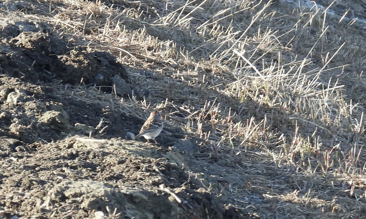 American Tree Sparrow - ML617104996