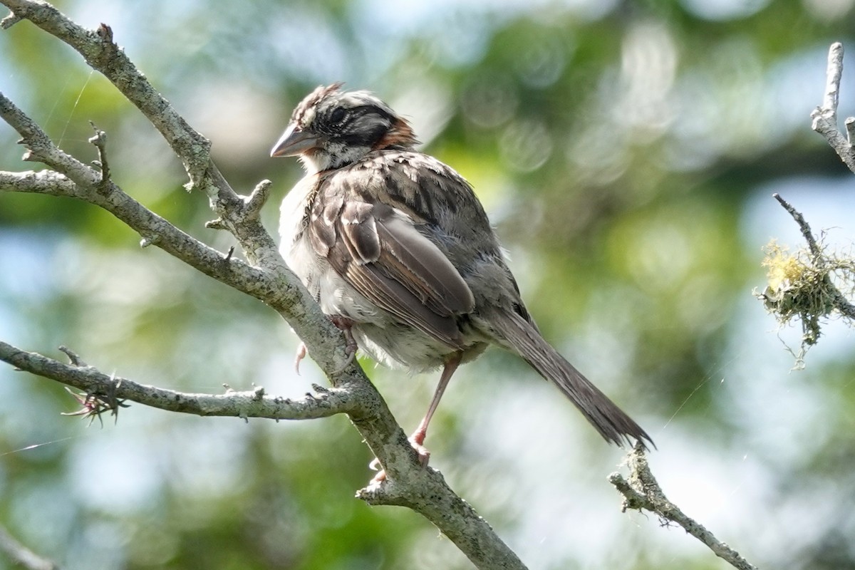 Rufous-collared Sparrow - Monica Rebuffo