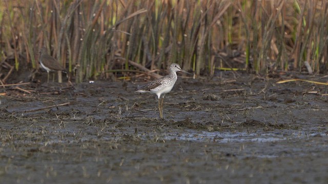 Common Greenshank - ML617105074