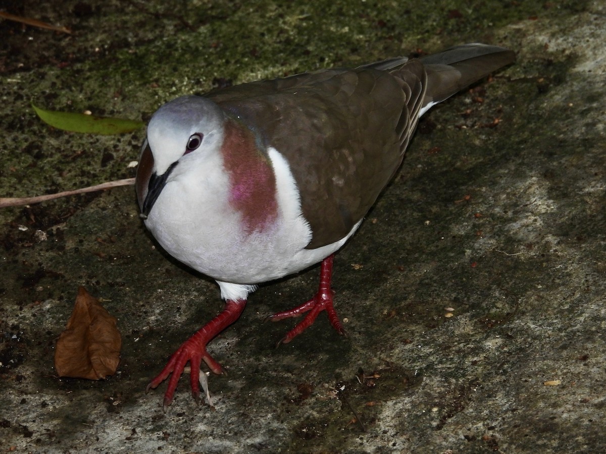 Caribbean Dove - ML617105095