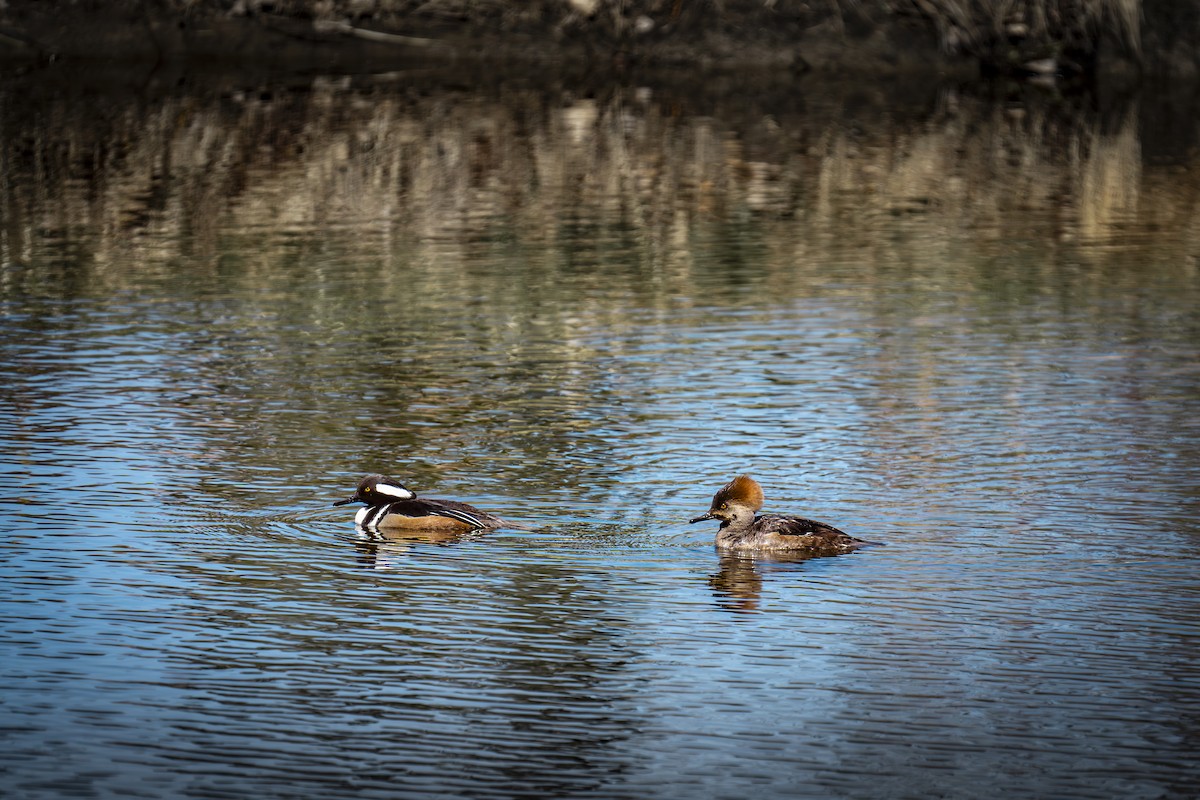 Hooded Merganser - ML617105097