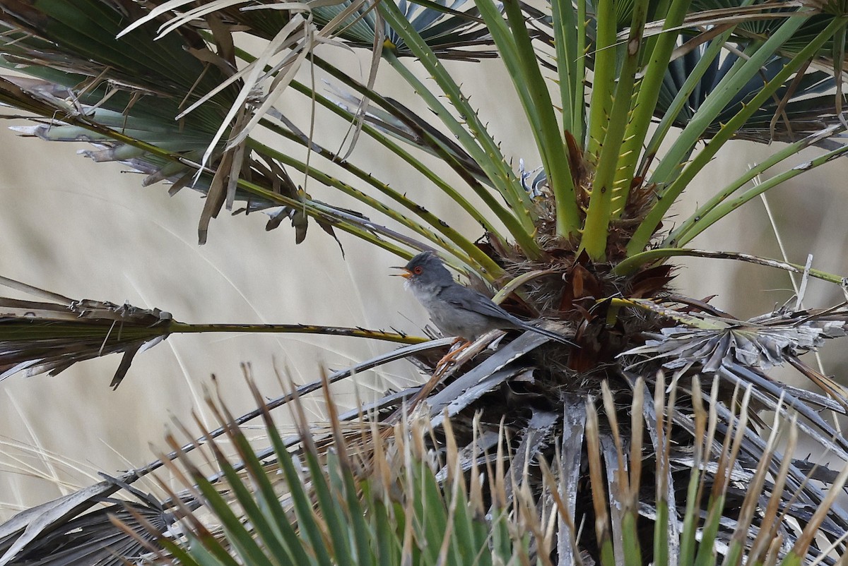 Balearic Warbler - Paul Chapman