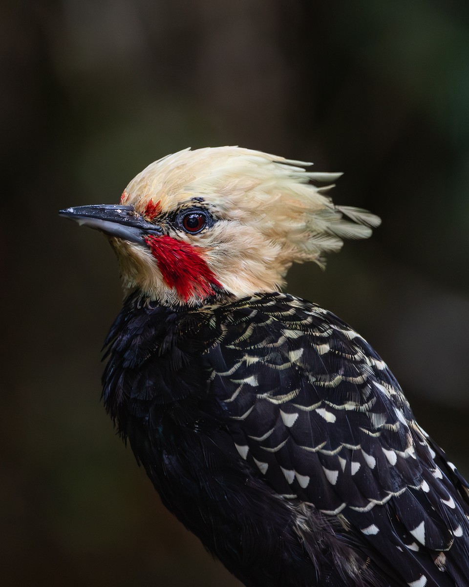 Blond-crested Woodpecker - ML617105122