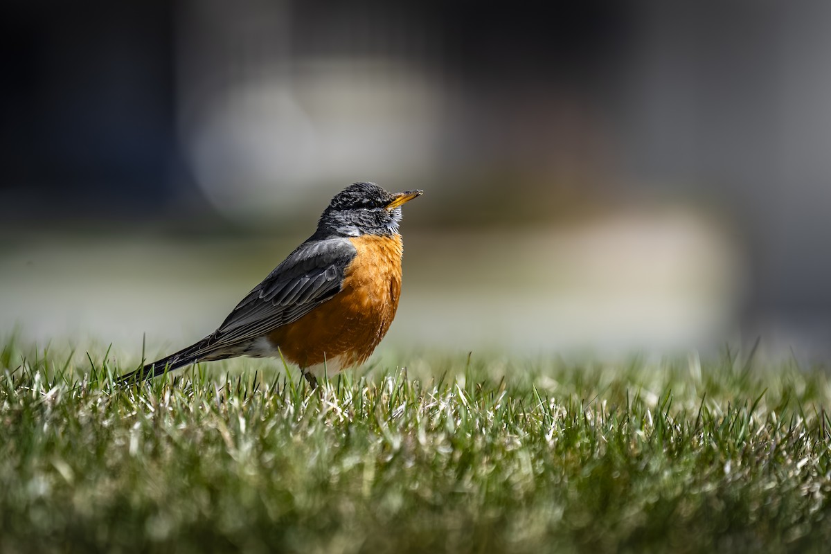 American Robin - ML617105135