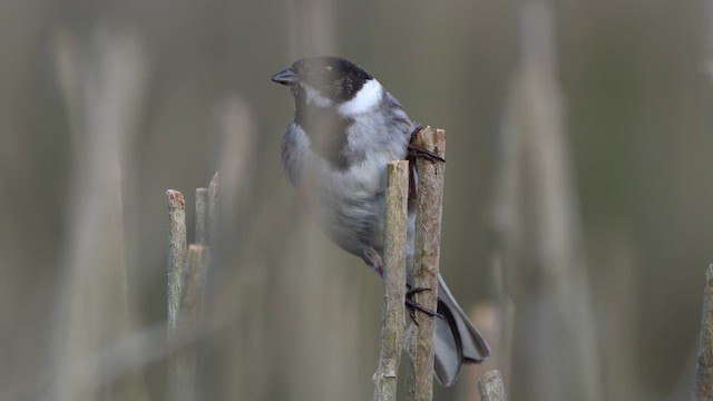 Reed Bunting - ML617105193