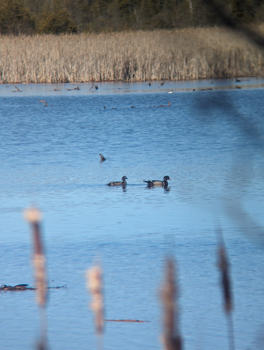 Wood Duck - ML617105199