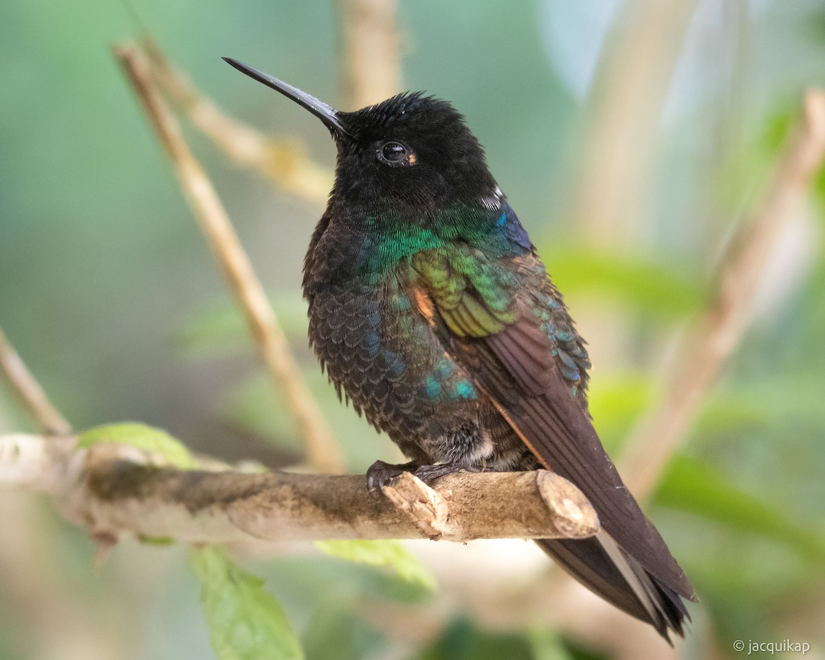 kolibřík hyacintový - ML617105217