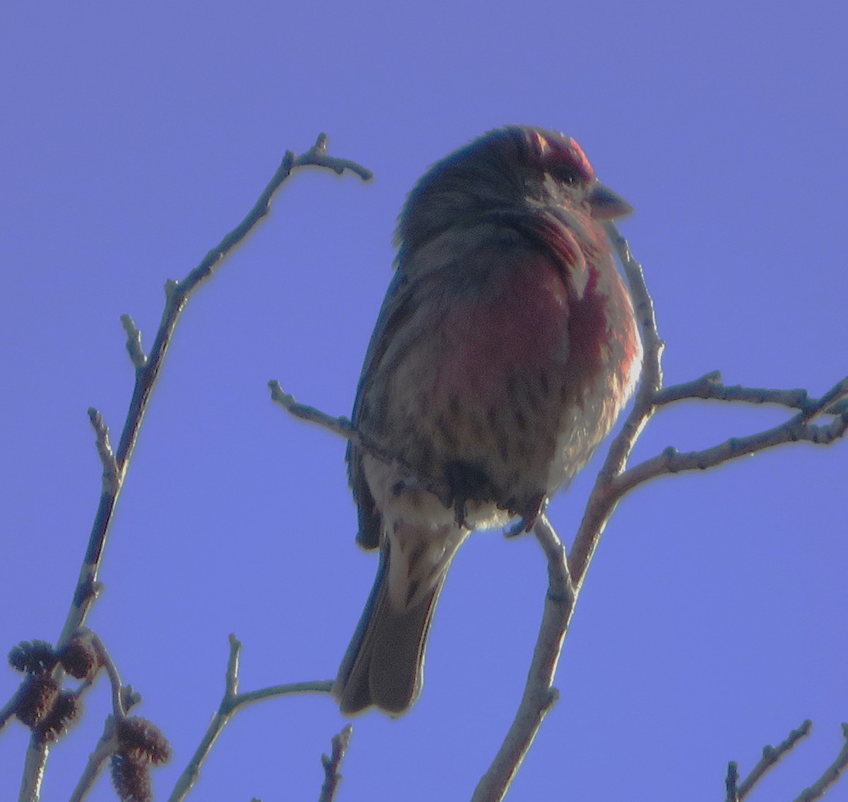 House Finch - Claire Weiser