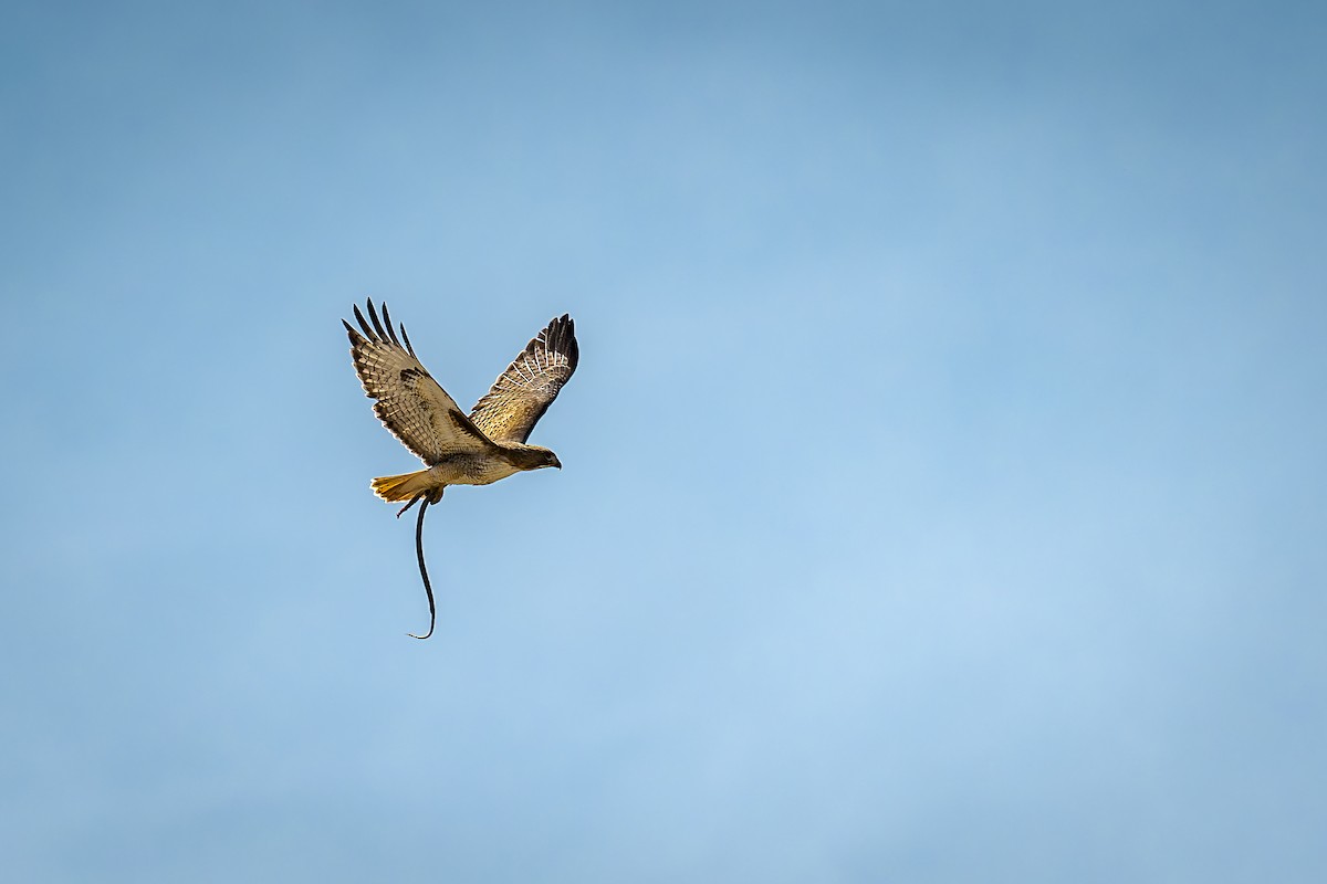 Red-tailed Hawk - ML617105263